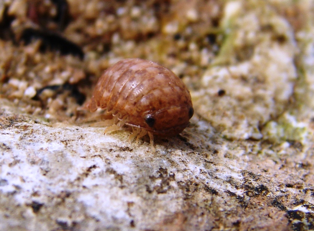 Sphaeroma cf. serratum